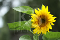 Sonnenblumen erleuchten dein Herz im Sommer