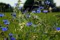 Leuchtende Kornblumen im Sommer