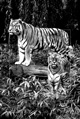 Tiger schwarz/weiß