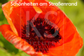 Blumen - Schönheiten am Straßenrand