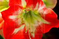 Amaryllis – ihre Blüten